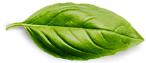 basil leaf.png